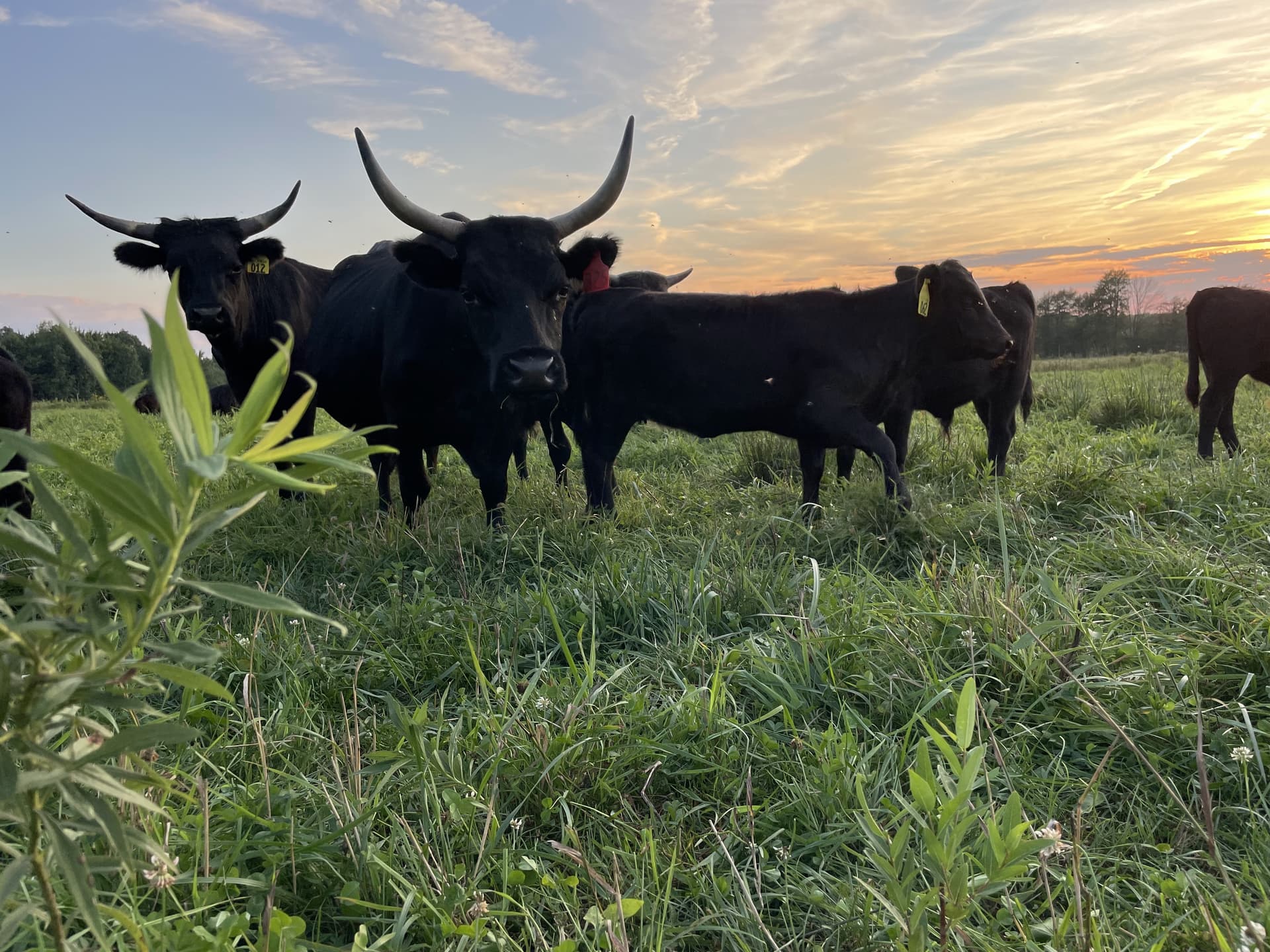 The original family milk cow that started the dream at Deer Run Acres