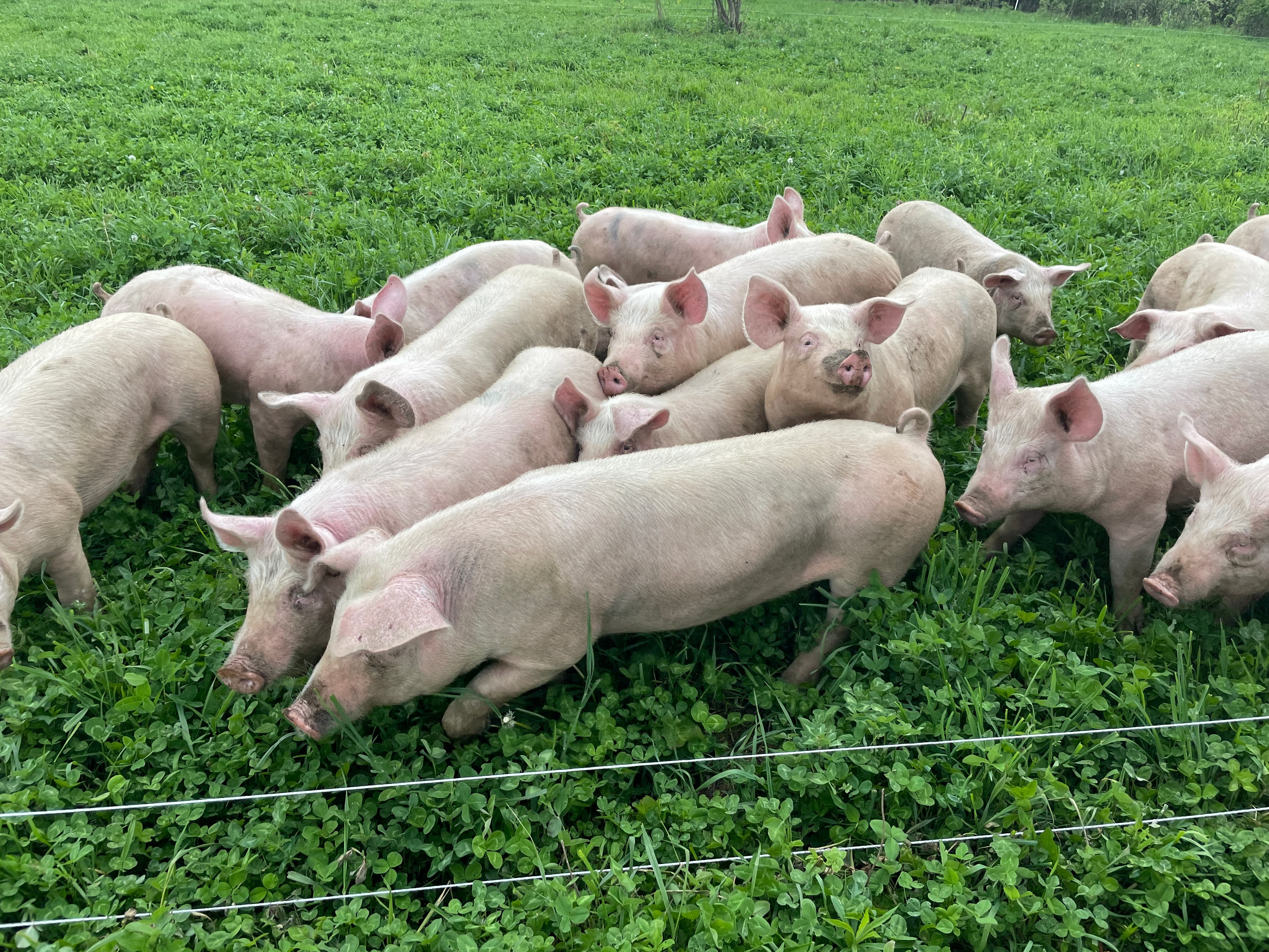 Pigs on lush clover pasture at Deer Run Acres