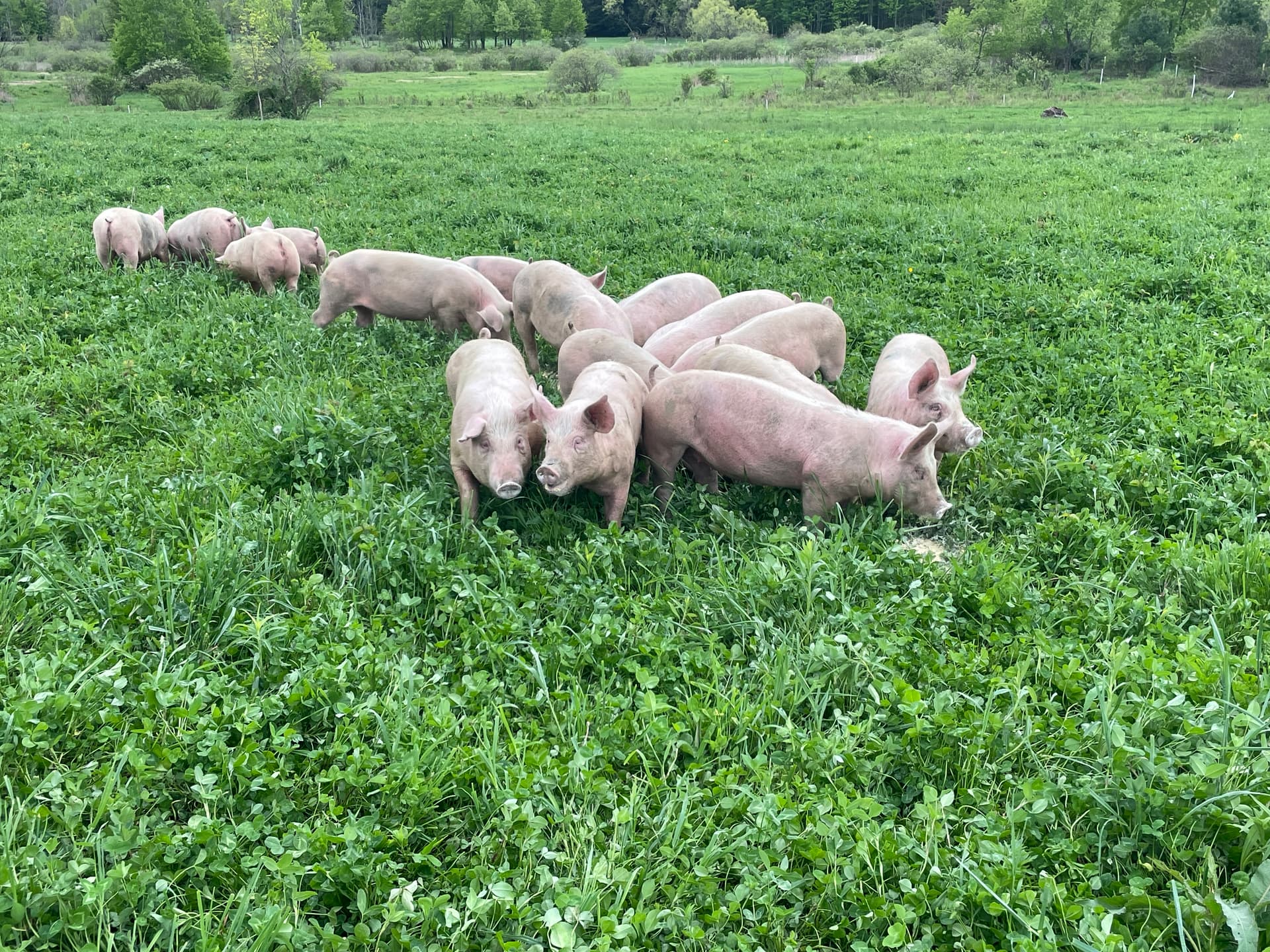 Pasture raised pigs spread out grazing on open green pasture at Deer Run Acres