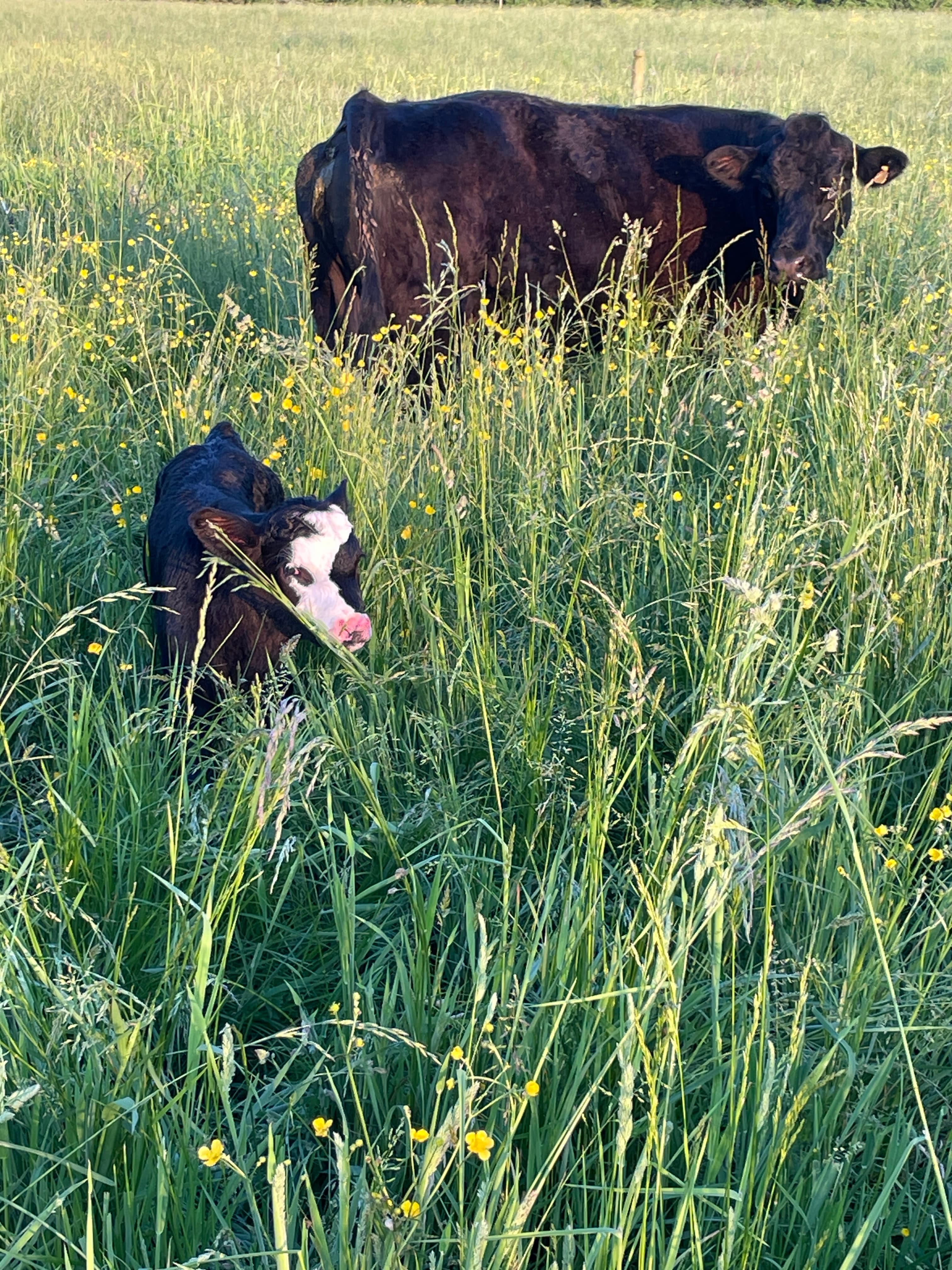 Cow with newborn calf resting in tall grass with wildflowers at Deer Run Acres