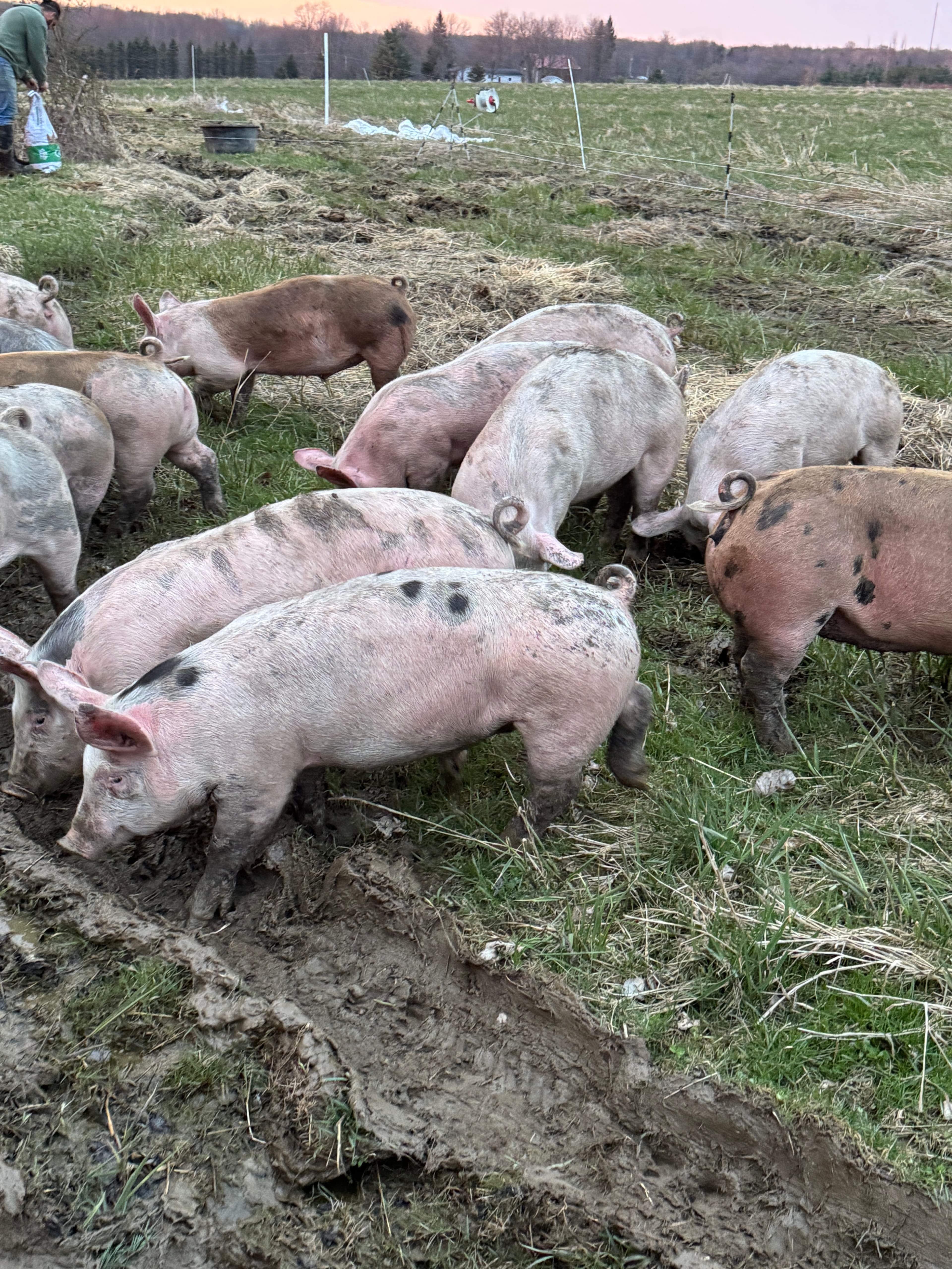 Tallow Deodorant from Deer Run Acres — All-natural deodorant made with our 100% grass-fed beef tallow.