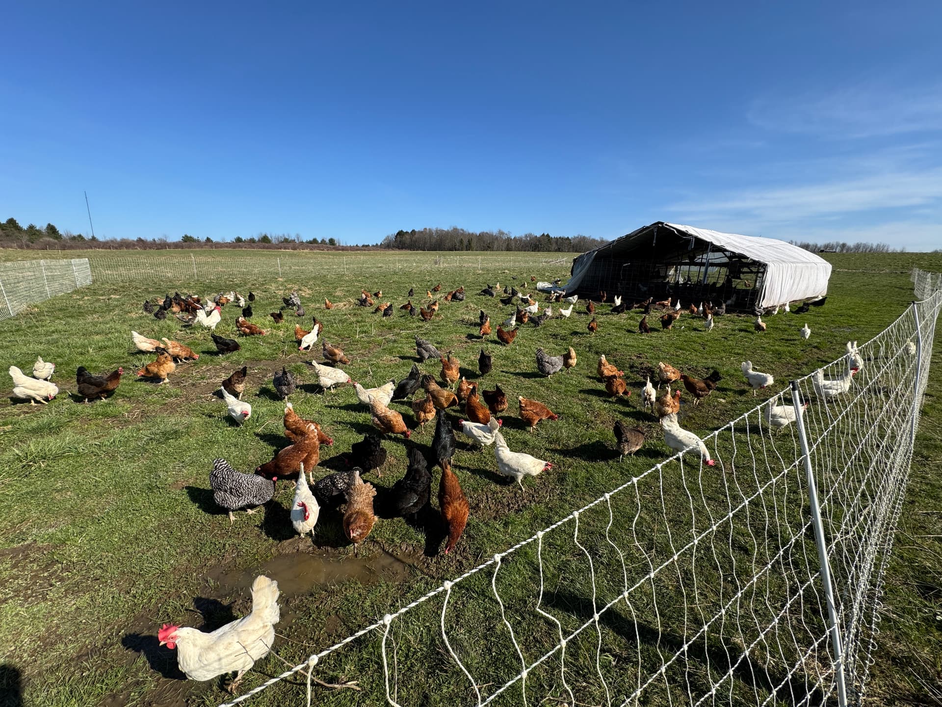 Pasture raised chickens with their mobile Egg Mobile shelter on open pasture at Deer Run Acres
