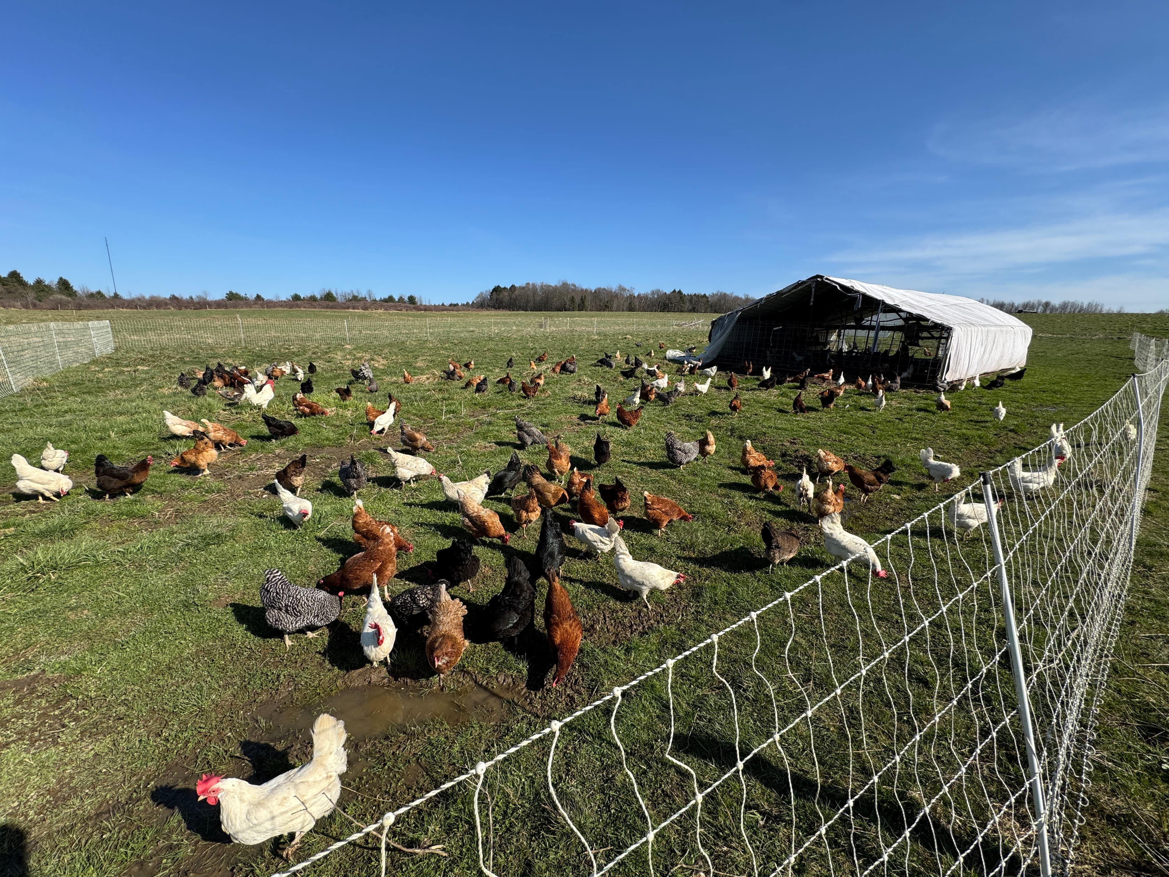 Farm Fresh Eggs — Hens with full outdoor access 365 days/year. Rotated on pasture. Higher in vitamin E and omega-3s.