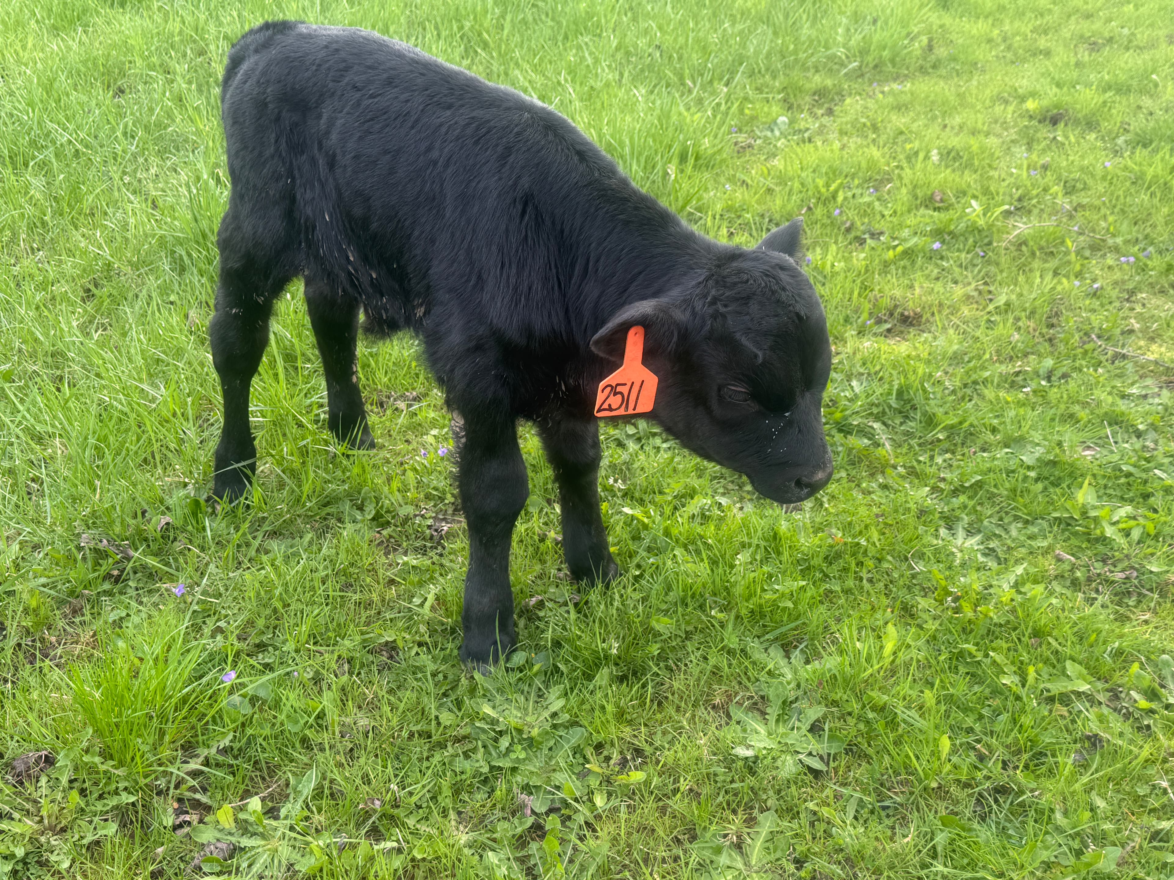 Grass-fed cattle resting on green pasture at Deer Run Acres in Edinboro PA