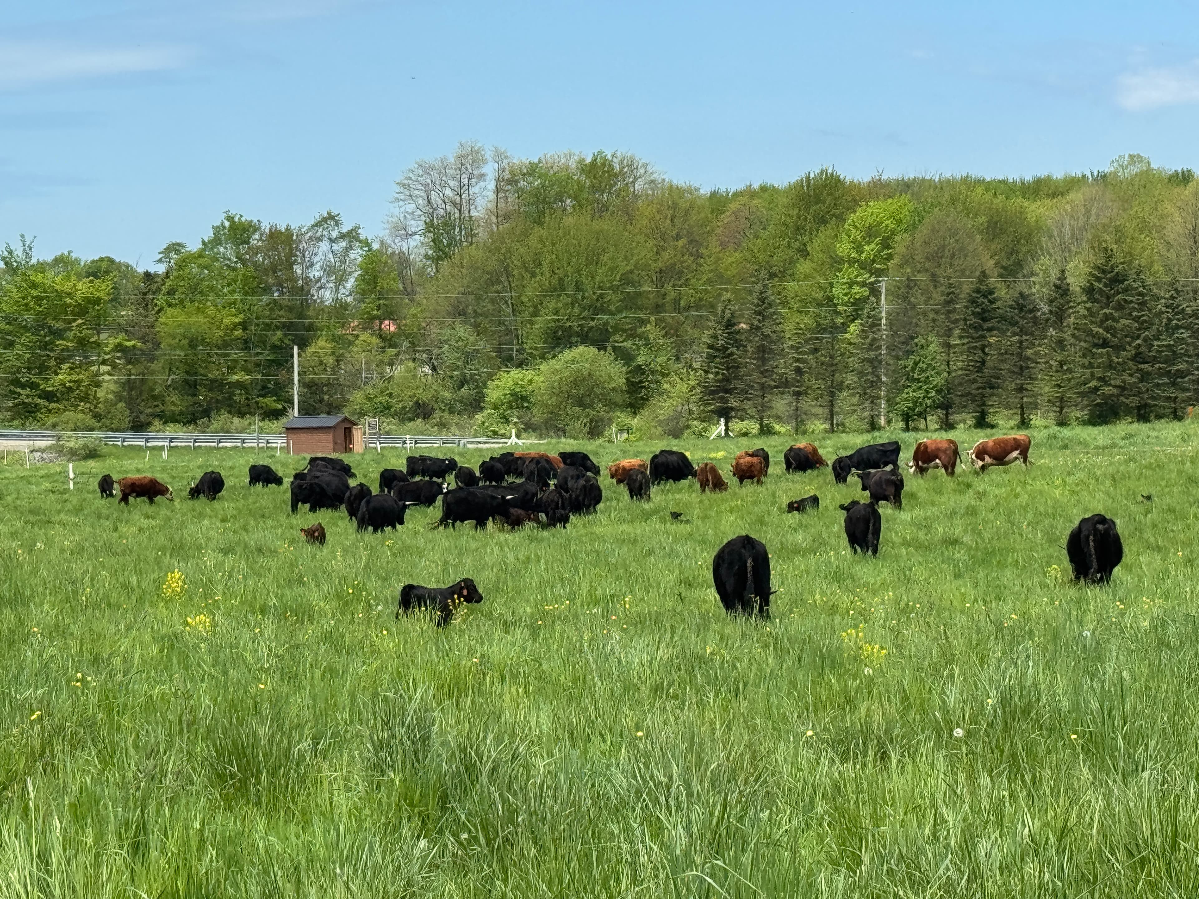 Best Grass-Fed Beef Farms Near Erie PA — Deer Run Acres farm blog