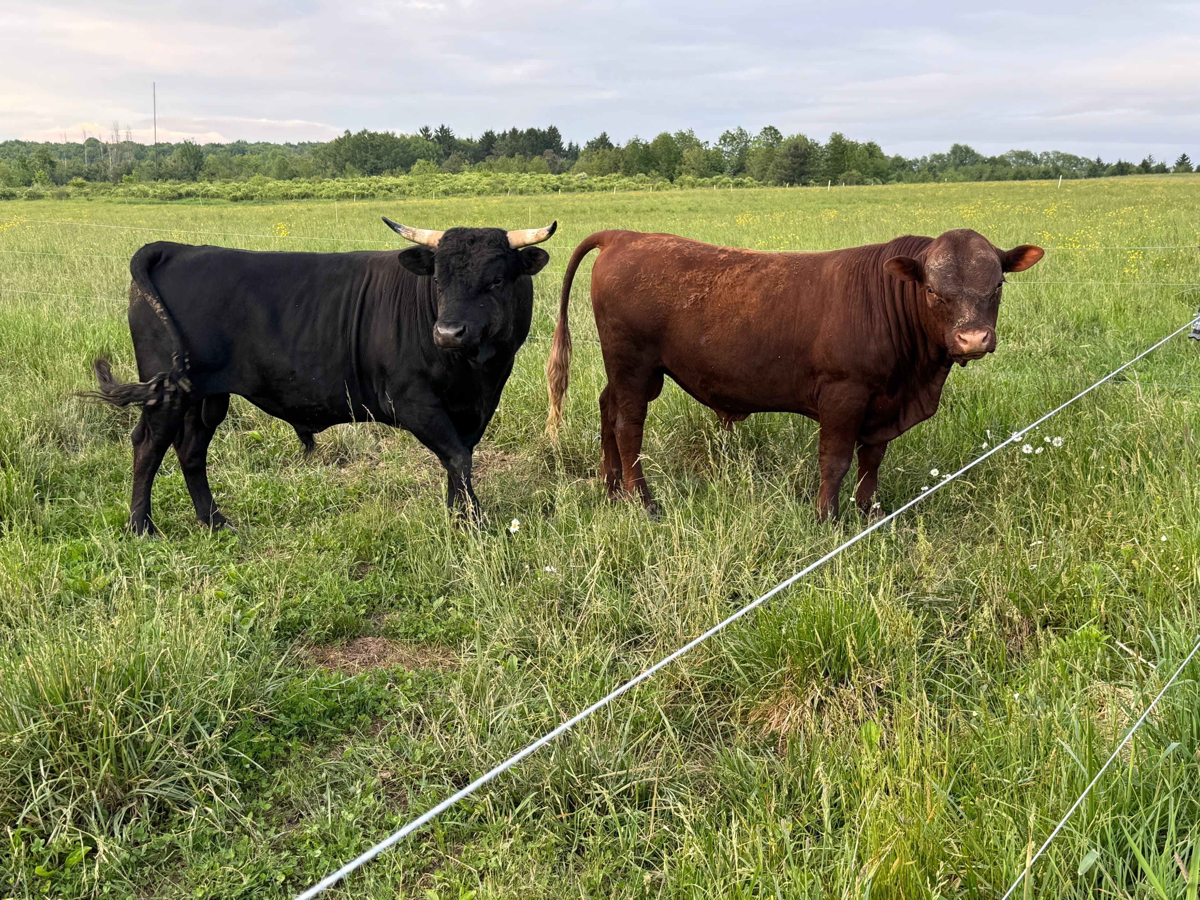 Regenerative Ag Consulting at Deer Run Acres in Edinboro PA