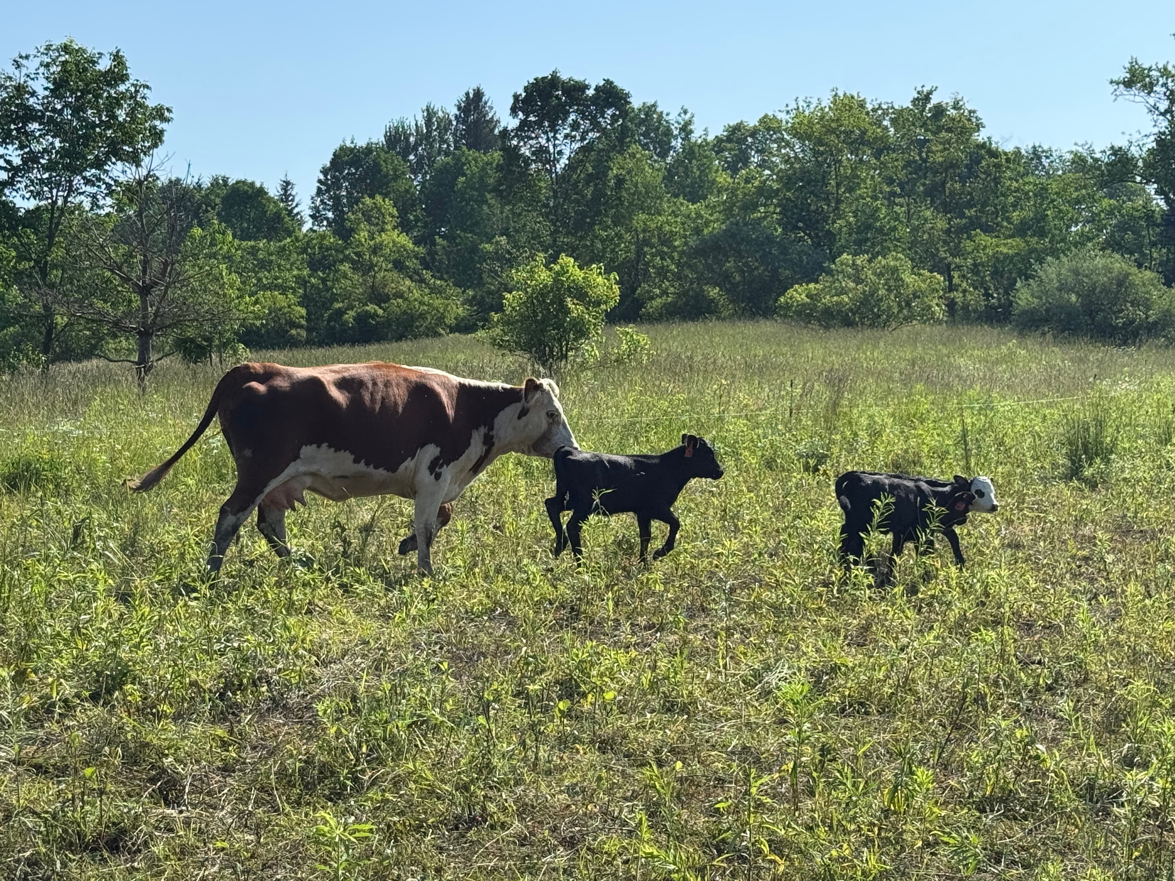 Grass-fed cattle grazing on pasture at Deer Run Acres