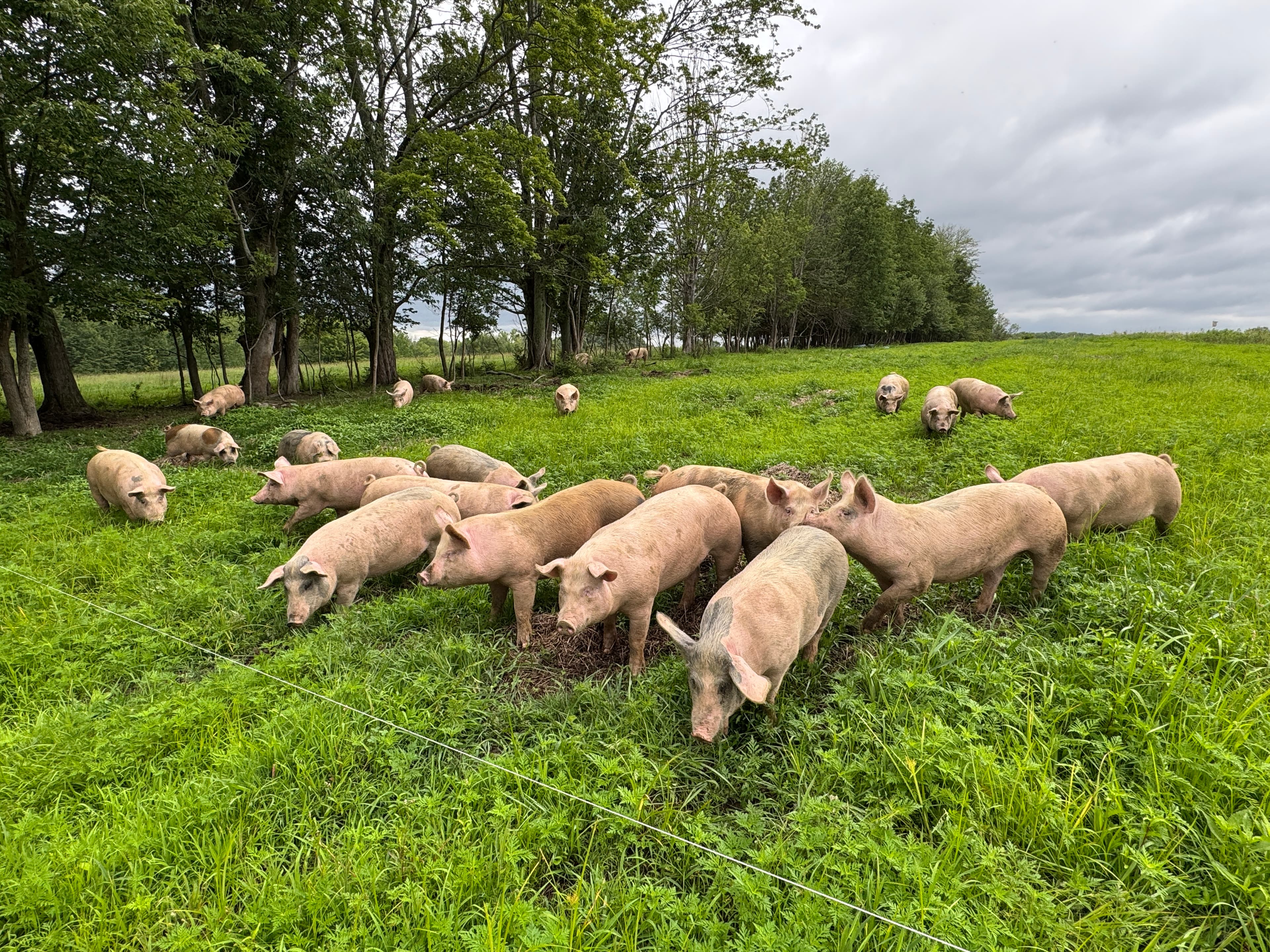 Pasture raised pigs on green grass