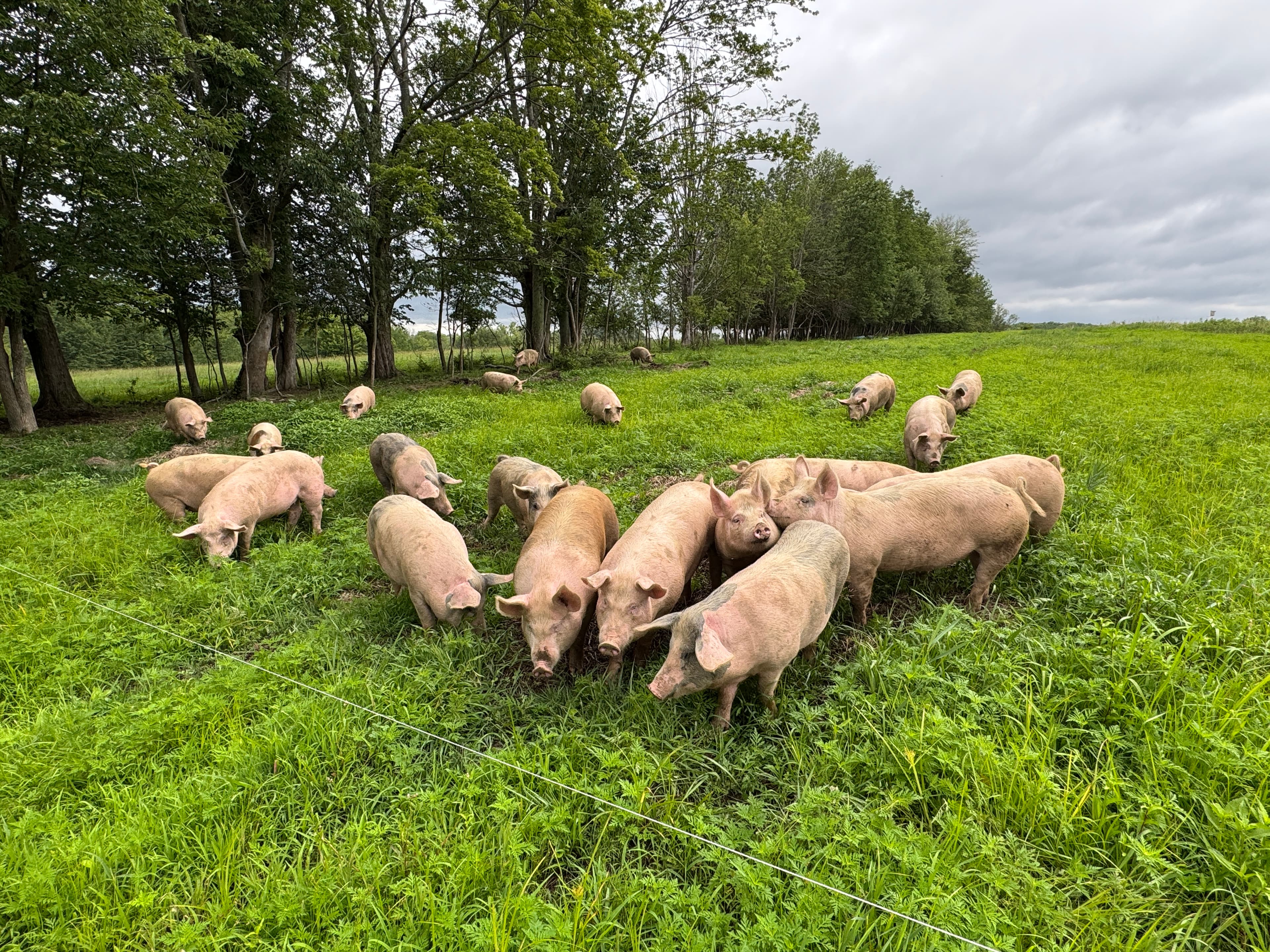 Pasture Raised Pork — Happy pigs roaming freely on pasture with a non-GMO diet. The way pork was meant to taste.