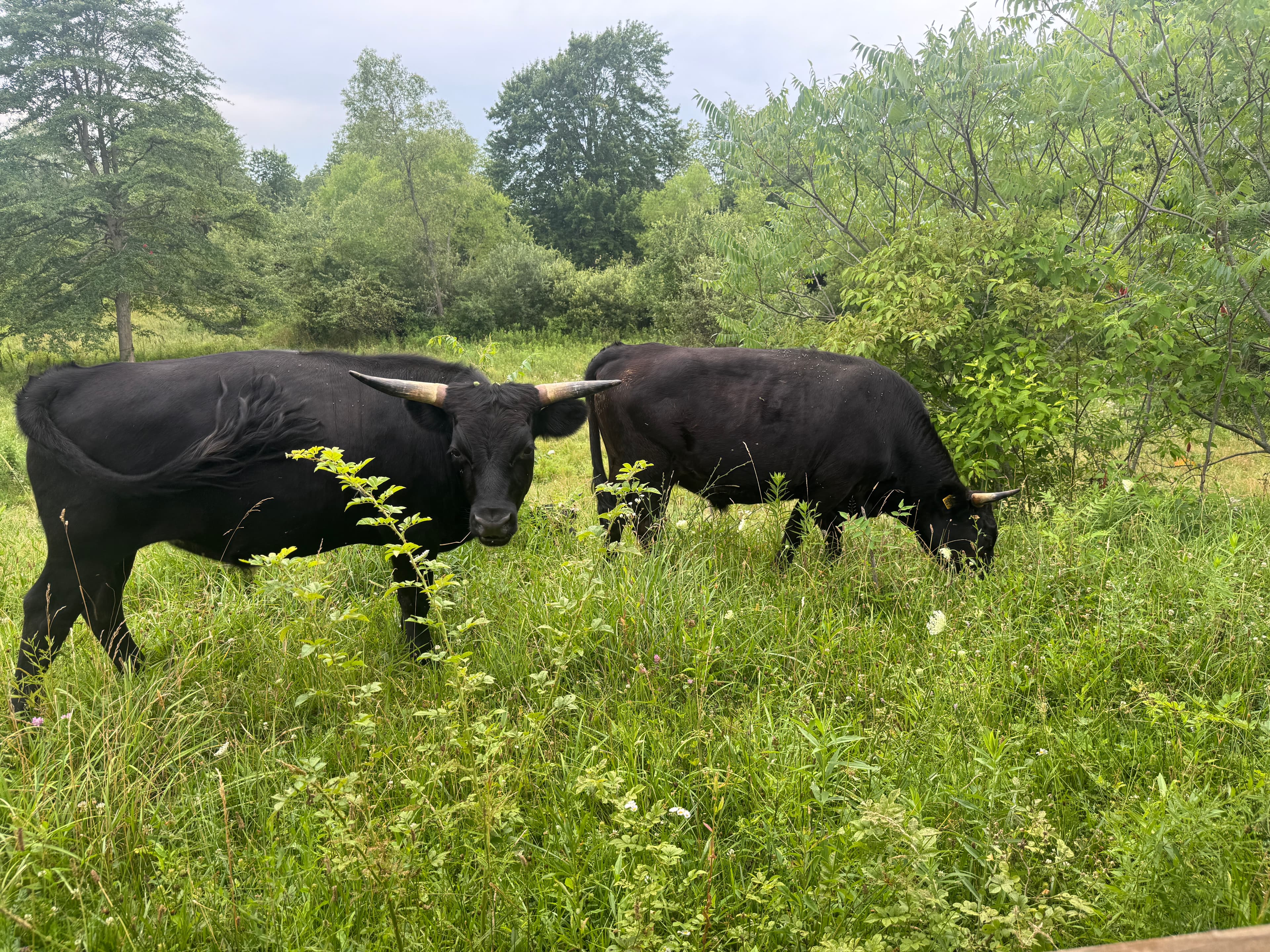 Cattle browsing in silvopasture with trees and natural shade at Deer Run Acres