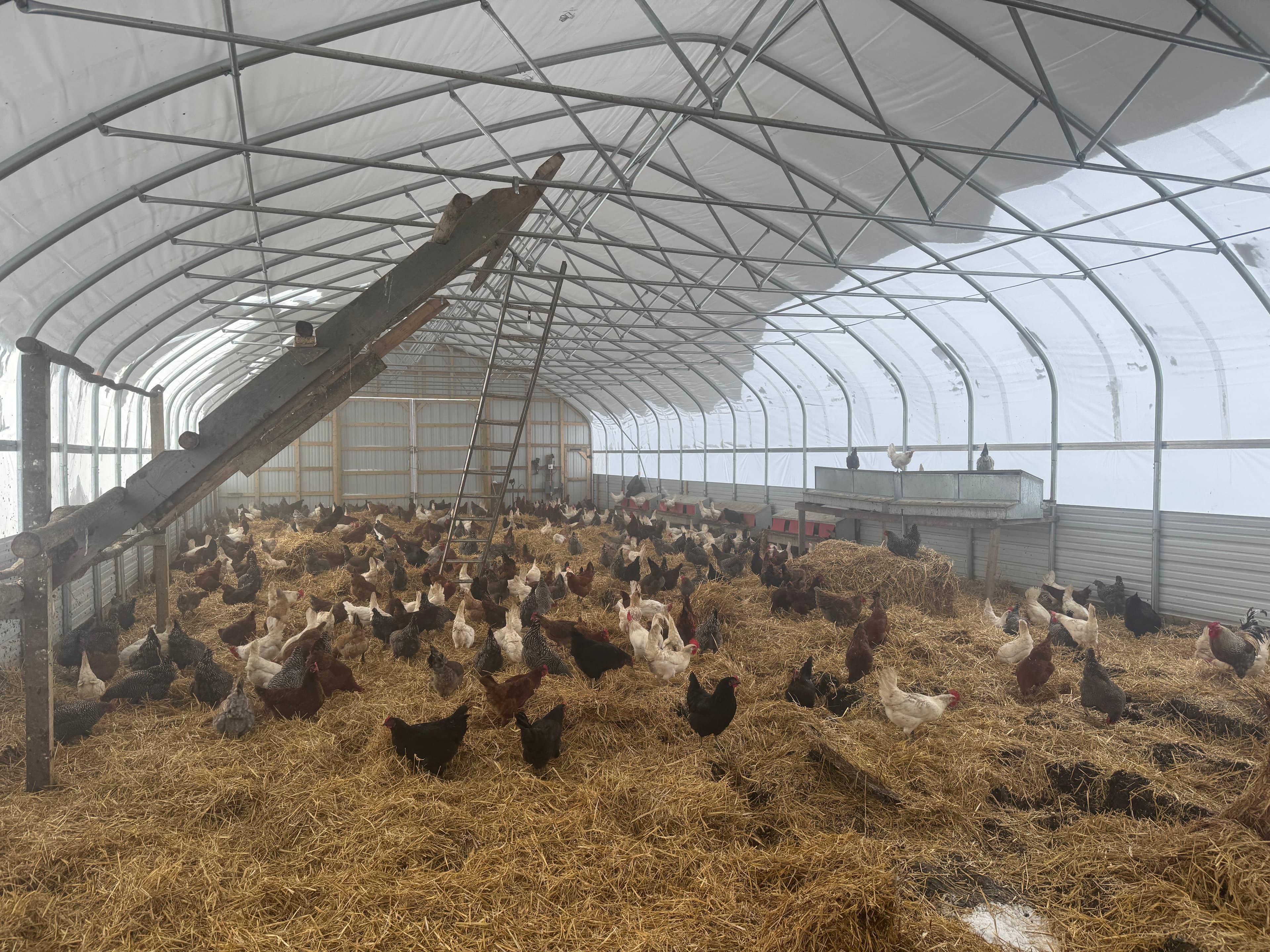 Chickens in winter hoop house shelter with deep bedding at Deer Run Acres