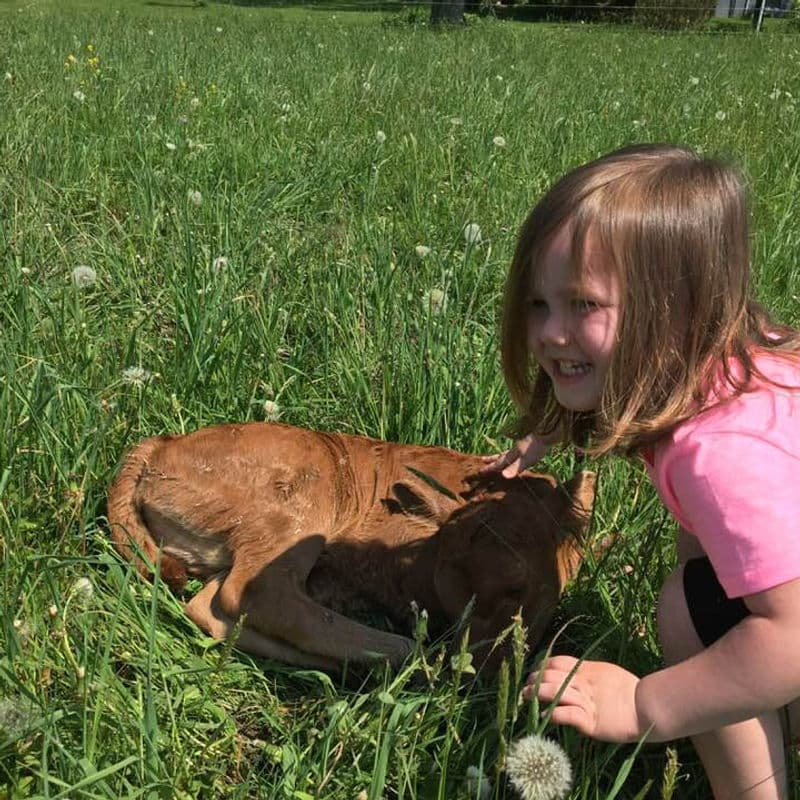 Girl with a newborn calf in the pasture at Deer Run Acres