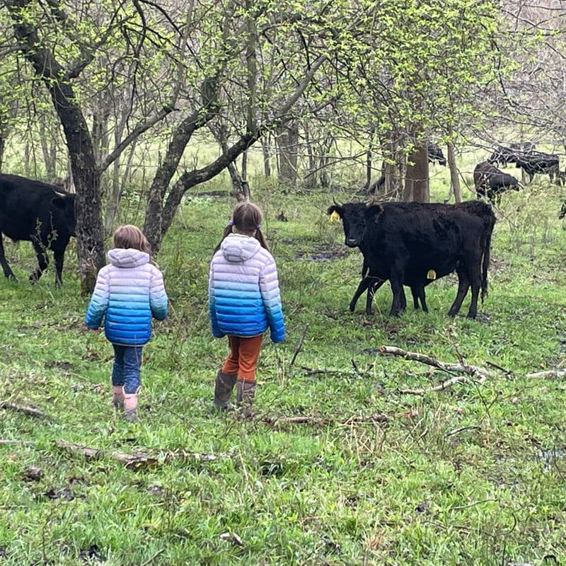 Farm kids walking alongside grass-fed cattle in the woods at Deer Run Acres