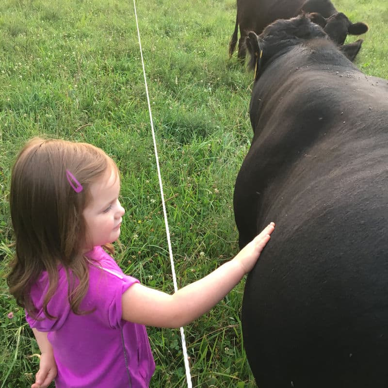 Mom hand-feeding grass-fed cattle at Deer Run Acres farm