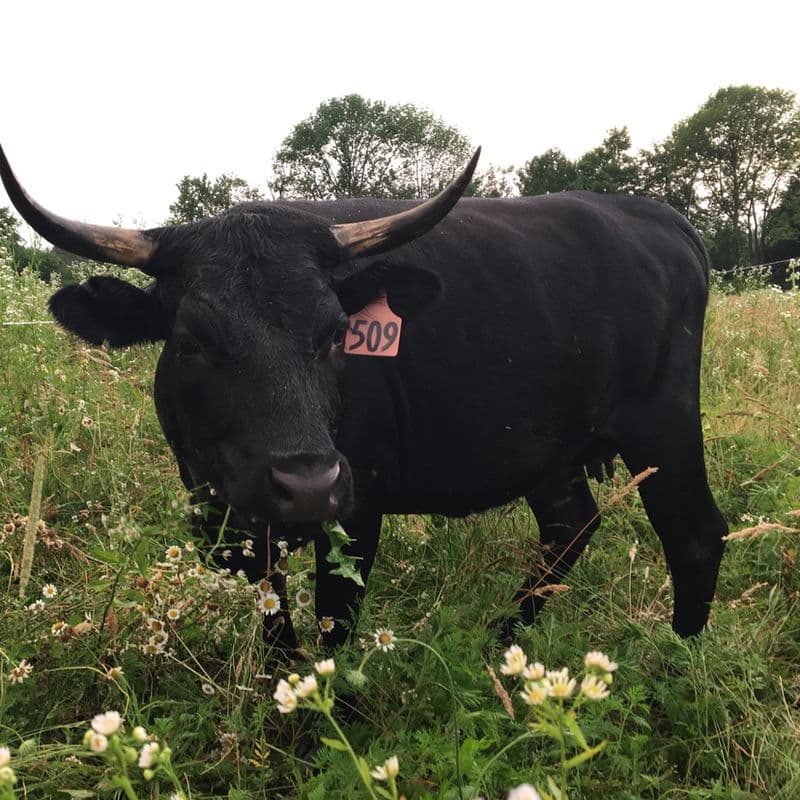 Deer Run Acres regenerative family farm scene in Edinboro PA