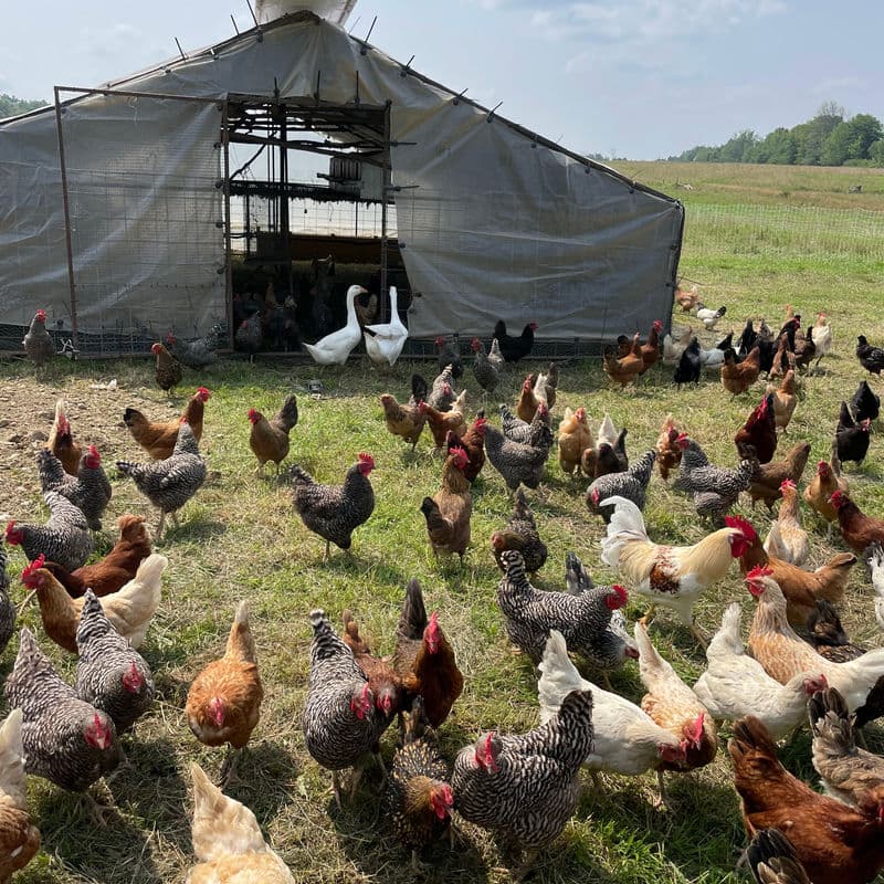 Farm Workshops ā Hands-on creative workshops, farm tours, and farm experiences for all ages. Book your next adventure at Deer Run Acres.