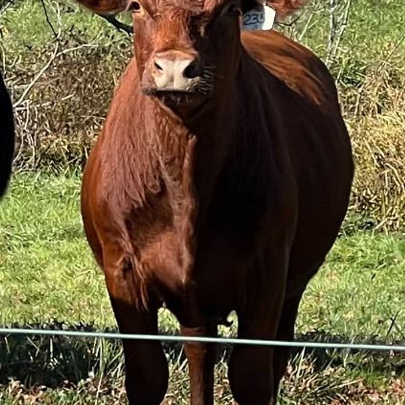 100% Grass Fed Beef - Medium Animal from Deer Run Acres ā 100% grass-fed and finished beef from a medium animal (~550 lbs hanging weight).