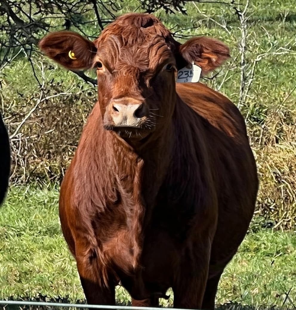 100% Grass Fed Beef - Medium Animal from Deer Run Acres — 100% grass-fed and finished beef from a medium animal (~550 lbs hanging weight).