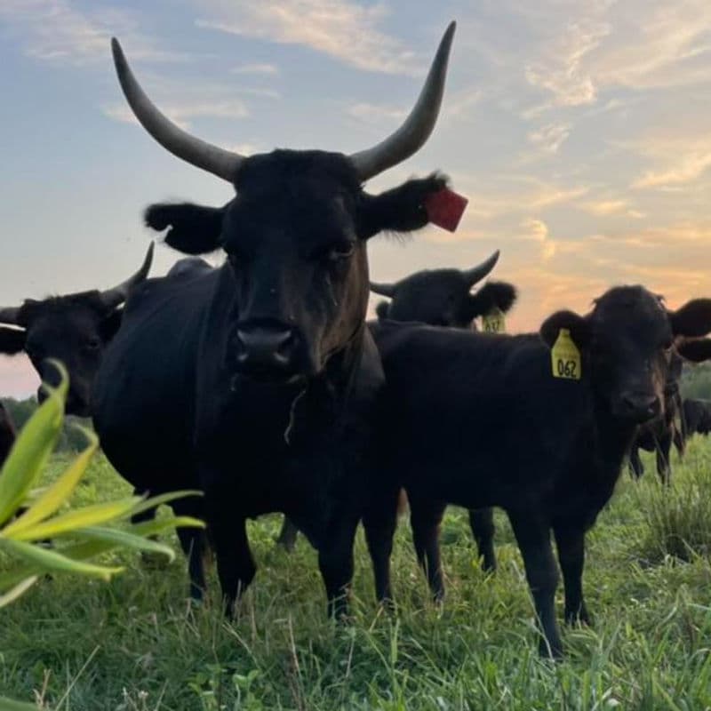 100% Grass Fed Beef - Small Animal from Deer Run Acres β 100% grass-fed and finished beef from a small animal (~400 lbs hanging weight).