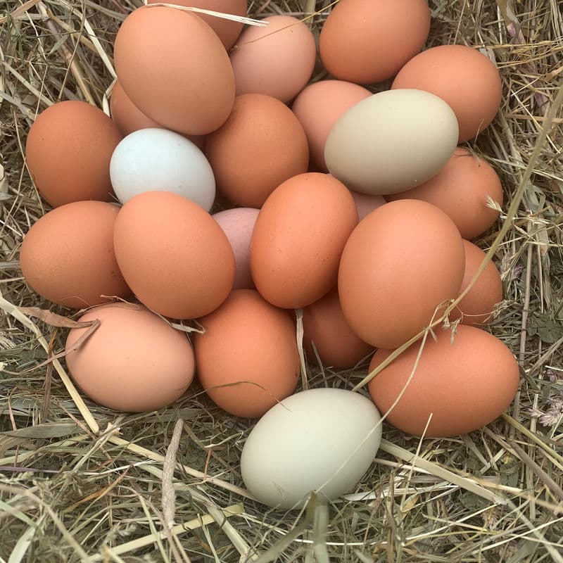 1 Dozen Pasture Raised Eggs from Deer Run Acres — Farm-fresh pasture-raised eggs from hens with full outdoor access 365 days/year.