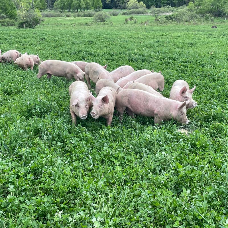 Pasture Raised Non-GMO Pork from Deer Run Acres — Pasture raised, Non-GMO fed pork. Sold at $4.75/lb hanging weight plus butcher c